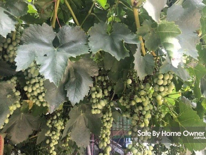RMB 1613 Apple tree Flat Road